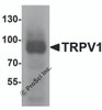 Western blot analysis of TRPV1 in K562 cell lysate with TRPV1 antibody at 1 &#956;g/mL.