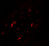 Immunofluorescence of PTGDR2 in human small intestine tissue with PTGDR2 antibody at 20 ug/ml.