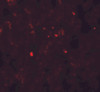 Immunofluorescence of PDGF-B in human liver tissue with PDGF-B antibody at 20 ug/ml.