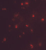 Immunofluorescence of CARM1 in Jurkat cells with CARM1 antibody at 5 ug/mL.