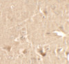 Immunohistochemistry of CCNT1 in rat brain tissue with CCNT1 antibody at 2.5 ug/ml.