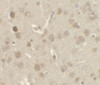 Immunohistochemistry of NELF in rat brain tissue with NELF antibody at 2.5 ug/ml.