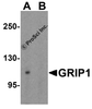 Western blot analysis of GRIP1 in 293 cell lysate with GRIP1 antibody at 1 &#956;g/mL in (A) the absence and (B) the presence of blocking peptide.