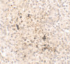 Immunohistochemistry of IL-15 in human spleen tissue with IL-15 antibody at 2.5 ug/ml.