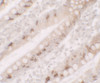 Immunohistochemistry of AGR2 in human small intestine tissue with AGR2 antibody at 5 ug/ml.