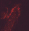 Immunofluorescence of FOXA2 in human bladder tissue with FOXA2 antibody at 20 ug/ml.