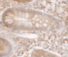 Immunohistochemistry of KREMEN1 in human small intestine tissue with KREMEN1 antibody at 5 ug/ml.