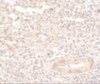 Immunohistochemistry of SDPR in human spleen tissue with SDPR antibody at 5 ug/ml.