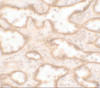 Immunohistochemistry of PTRF in human spleen tissue with PTRF antibody at 5 ug/ml.