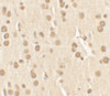 Immunohistochemistry of Nucleobindin-2 in rat brain tissue with Nucleobindin-2 antibody at 2.5 ug/ml.