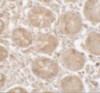 Immunohistochemistry of SHISA3 in human small intestine tissue with SHISA3 antibody at 2.5 ug/ml.