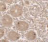 Immunohistochemistry of MTERFD2 in human small intestine tissue with MTERFD2 antibody at 2.5 ug/ml.