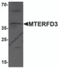 Western blot analysis of MTERFD3 in human testis tissue lysate with MTERFD3 antibody at 1 &#956;g/mL.