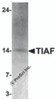 Western blot analysis of TIAF in K562 cell lysate with TIAF antibody at 1 &#956;g/mL.