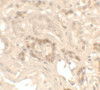 Immunohistochemistry of KANK1 in human kidney tissue with KANK1 antibody at 2.5 ug/ml.