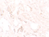 Immunohistochemistry of KANK3 in human kidney tissue with KANK3 antibody at 2.5 ug/ml.