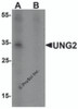 Western blot analysis of UNG2 in 3T3 cell lysate with UNG2 antibody at 1 &#956;g/mL in (A) the presence and (B) the absence of blocking peptide.