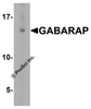 Western blot analysis of GABARAP in HeLa cell lysate with GABARAP antibody at 1 &#956;g/ml.