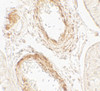 Immunohistochemistry of GOLGA5 in human testis tissue with GOLGA5 antibody at 5 ug/mL.