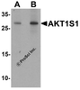 Western blot analysis of AKT1S1 in human brain tissue lysate with AKT1S1 antibody at (A) 1 and (B) 2 &#956;g/mL.