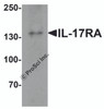 Western blot analysis of IL17RA in A20 cell lysate with IL17RA antibody at 1 &#956;g/mL.