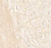 Immunohistochemistry of ERAP1 in mouse brain tissue with ERAP1 antibody at 5 ug/mL.