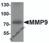 Western blot analysis of MMP9 in mouse lung tissue lysate with MMP9 antibody at 1 &#956;g/ml.
