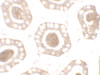 Immunohistochemistry of BTLA in human small intestine tissue with BTLA antibody at 2.5 ug/mL.