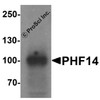 Western blot analysis of PHF14 in 293 cell lysate with PHF14 antibody at 1 &#956;g/ml.