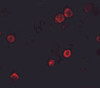 Immunofluorescence of SOGA1 in HeLa cells with SOGA1 antibody at 5 ug/mL.