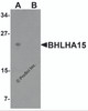 Western blot analysis of BHLHA15 in rat small Intestine tissue lysate with BHLHA15 antibody at 1 &#956;g/ml in (A) the absence and (B) the presence of blocking peptide