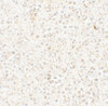 Immunohistochemistry of COMMD7 in human spleen tissue with COMMD7 antibody at 5 ug/mL.