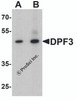 Western blot analysis of DPF3 in mouse brain tissue lysate with DPF3 antibody at (A) 1 and (B) 2 μg/ml.