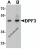 Western blot analysis of DPF3 in mouse brain tissue lysate with DPF3 antibody at (A) 1 and (B) 2 &#956;g/ml.