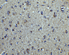 Immunohistochemistry of alpha-Tubulin in human brain tissue with alpha-Tubulin antibody at 2.5 ug/ml.