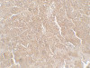 Immunohistochemistry of RPSA in mouse liver tissue with RPSA antibody at 5 ug/mL.