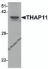 Western blot analysis of THAP11 in human brain tissue lysate with THAP11 antibody at 1 &#956;g/ml.