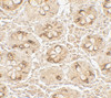 Immunohistochemistry of TMIGD2 in human small intestine tissue with TMIGD2 antibody at 5 ug/mL.
