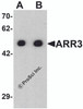 Western blot analysis of ARR3 in EL4 cell lysate with ARR3 antibody at (A) 0.5 and (B) 1 &#956;g/ml.