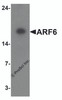 Western blot analysis of ARF6 in rat liver tissue lysate with ARF6 antibody at 1 &#956;g/ml.