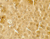 Immunohistochemistry of ME1 in mouse liver tissue with ME1 antibody at 5 ug/mL.