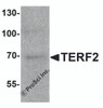 Western blot analysis of TERF2 in 293 cell lysate with TERF2 antibody at 1 &#956;g/ml.