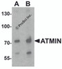 Western blot analysis of ATMIN in 293 cell lysate with ATMIN antibody at (A) 1 and (B) 2 &#956;g/ml.