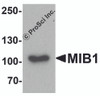 Western blot analysis of MIB1 in A431 cell lysate with MIB1 antibody at 1 &#956;g/ml.