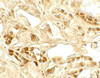 Immunohistochemistry of CASR in human kidney tissue with CASR antibody at 5 ug/mL.