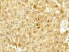 Immunohistochemistry of DEPTOR in mouse liver tissue with DEPTOR antibody at 5 ug/mL.