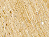 Immunohistochemistry of POU2F3 in rat brain tissue with POU2F3 antibody at 5 ug/mL.