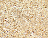 Immunohistochemistry of SREBF2 in human spleen tissue with SREBF2 antibody at 5 ug/mL.