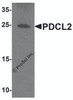 Western blot analysis of PDCL2 in rat liver tissue lysate with PDCL2 antibody at 1 &#956;g/ml.