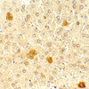 Immunohistochemistry of PDCL3 in mouse lver tissue with PDCL3 antibody at 5 ug/mL.